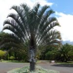 🌴 نخيل المثلث (Dypsis decaryi)