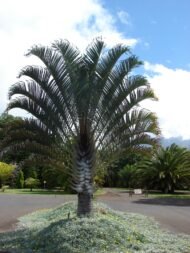 🌴 نخيل المثلث (Dypsis decaryi)