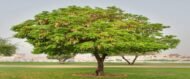 – Siris Tree – Woman’s Tongue Tree – East Indian Walnut – Lebbek Tree – Albizia lebbeckمن أسمائها المتداولة: لبخ ذقن الباشا – اللبخ – لبخ هندي – شجرة اللسان