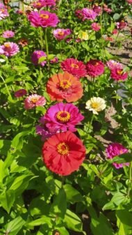 من أسمائها المتداولة: الزيزينيا البلدي – زينيا – زينيا بلدي – زهرة الزينيا – Zinnia – Common Zinnia – Elegant Zinnia – Youth-and-old-age