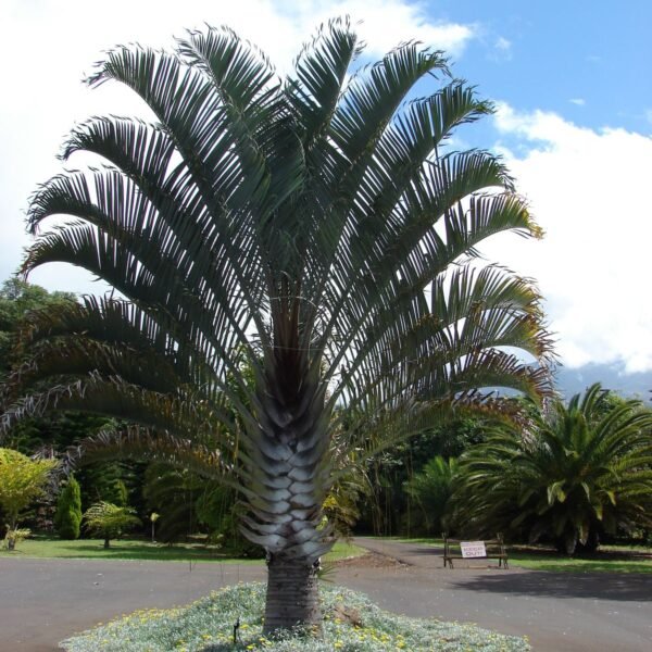 🌴 نخيل المثلث (Dypsis decaryi)