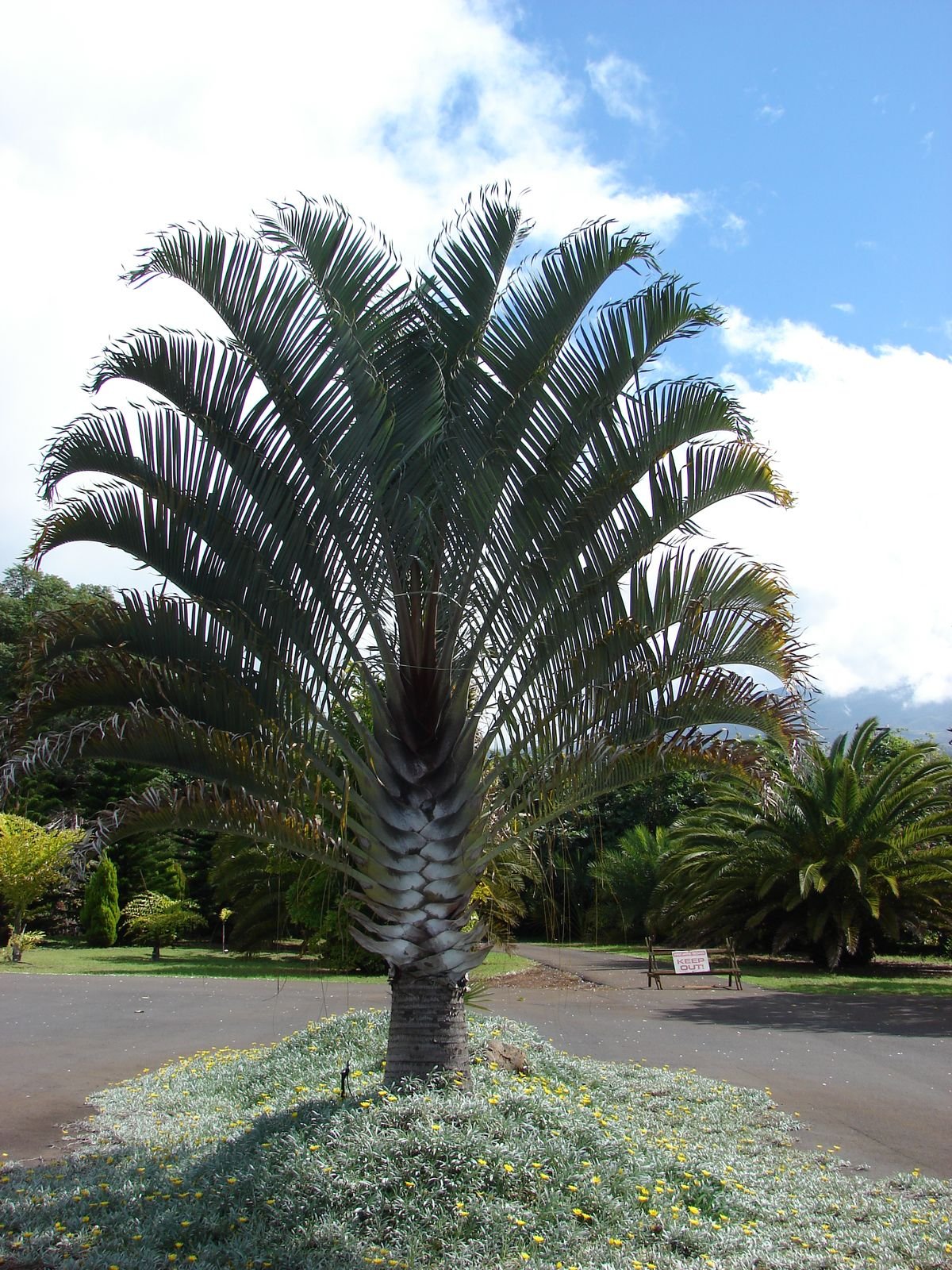 🌴 نخيل المثلث (Dypsis decaryi)