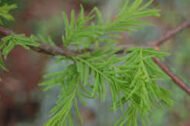 – Bald Cypress – Swamp Cypress – Louisiana Cypressمن أسمائها المتداولة: تاكسوديم – السرو الأصلع – السرو المستنقعي – السرو النهري