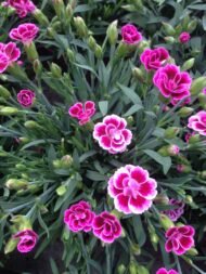 ⁦🌿 بذور القرنفل صيني – Dianthus chinensis⁩ - الصورة ⁦6⁩