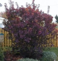 – Smoketree – Smoke Tree – Smoke Bush – European Smoketree – Eurasian Smoketreeمن أسمائها المتداولة: شجرة الدخان – شجيرة الدخان – السماق الدخاني