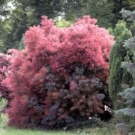 – Smoketree – Smoke Tree – Smoke Bush – European Smoketree – Eurasian Smoketreeمن أسمائها المتداولة: شجرة الدخان – شجيرة الدخان – السماق الدخاني