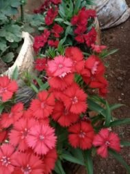 من أسمائها المتداولة: قرنفل صيني – القرنفل الصيني – ديانثس صيني – Chinese Pink – China Pink – China Dianthus – Indian Pink
