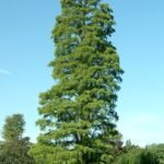 – Bald Cypress – Swamp Cypress – Louisiana Cypressمن أسمائها المتداولة: تاكسوديم – السرو الأصلع – السرو المستنقعي – السرو النهري