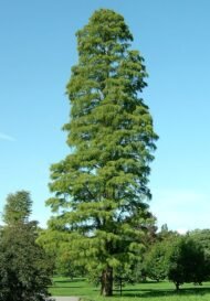 – Bald Cypress – Swamp Cypress – Louisiana Cypressمن أسمائها المتداولة: تاكسوديم – السرو الأصلع – السرو المستنقعي – السرو النهري