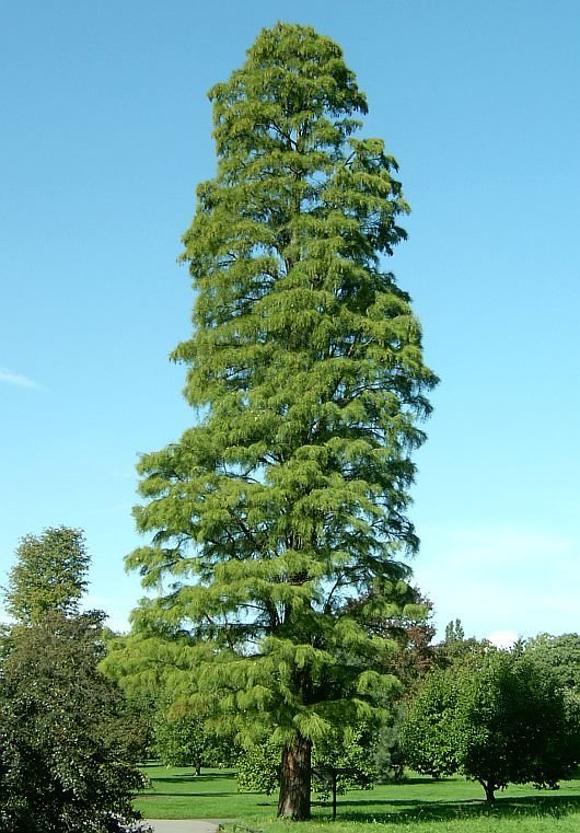 – Bald Cypress – Swamp Cypress – Louisiana Cypressمن أسمائها المتداولة: تاكسوديم – السرو الأصلع – السرو المستنقعي – السرو النهري