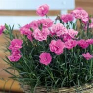 من أسمائها المتداولة: قرنفل صيني – القرنفل الصيني – ديانثس صيني – Chinese Pink – China Pink – China Dianthus – Indian Pink