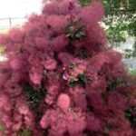 – Smoketree – Smoke Tree – Smoke Bush – European Smoketree – Eurasian Smoketreeمن أسمائها المتداولة: شجرة الدخان – شجيرة الدخان – السماق الدخاني