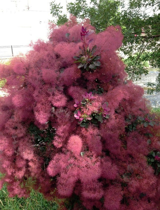 – Smoketree – Smoke Tree – Smoke Bush – European Smoketree – Eurasian Smoketreeمن أسمائها المتداولة: شجرة الدخان – شجيرة الدخان – السماق الدخاني