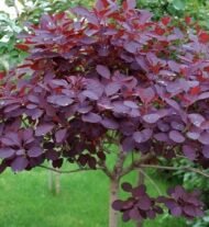 – Smoketree – Smoke Tree – Smoke Bush – European Smoketree – Eurasian Smoketreeمن أسمائها المتداولة: شجرة الدخان – شجيرة الدخان – السماق الدخاني