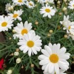من أسمائها المتداولة: المارجريت – الأقحوان الشجيري – أقحوان المارجريت – أقحوان جزر الكناري – Marguerite Daisy – Paris Daisy – Shrubby Daisy