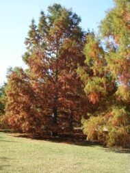 – Bald Cypress – Swamp Cypress – Louisiana Cypressمن أسمائها المتداولة: تاكسوديم – السرو الأصلع – السرو المستنقعي – السرو النهري