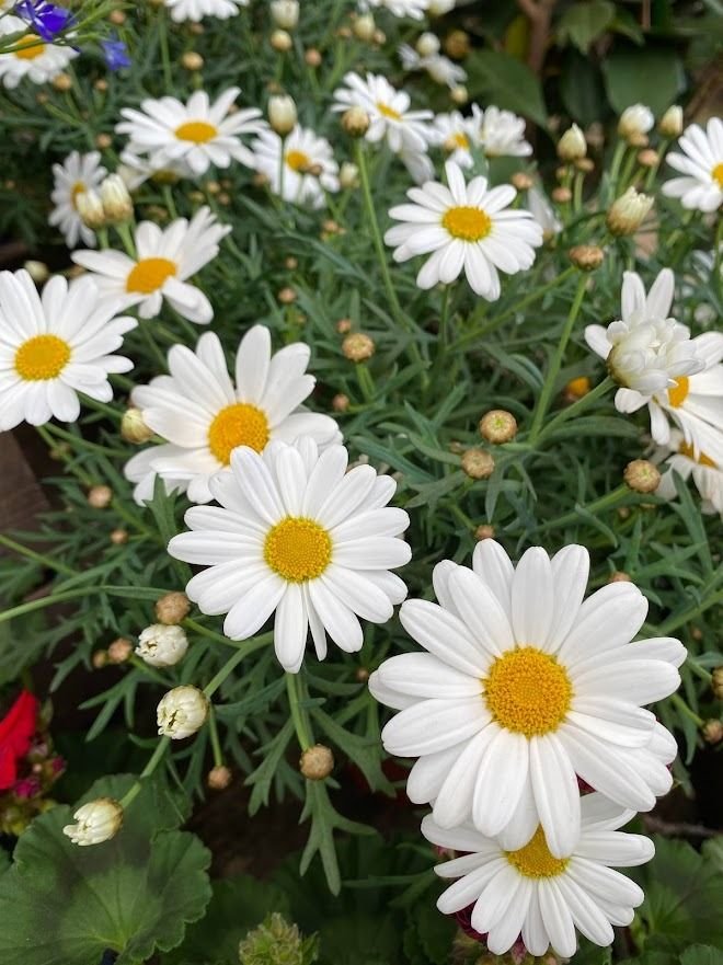 من أسمائها المتداولة: المارجريت – الأقحوان الشجيري – أقحوان المارجريت – أقحوان جزر الكناري – Marguerite Daisy – Paris Daisy – Shrubby Daisy