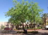 – Mesquite – Algarrobo – Prosopis spp.من أسمائها المتداولة: سنط البرسوبس – البرسوبس – شجرة المسكيت – المسكيت – الغاف الصحراوي