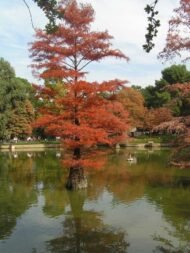 – Bald Cypress – Swamp Cypress – Louisiana Cypressمن أسمائها المتداولة: تاكسوديم – السرو الأصلع – السرو المستنقعي – السرو النهري