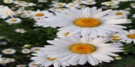 من أسمائها المتداولة: المارجريت – الأقحوان الشجيري – أقحوان المارجريت – أقحوان جزر الكناري – Marguerite Daisy – Paris Daisy – Shrubby Daisy