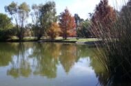 – Bald Cypress – Swamp Cypress – Louisiana Cypressمن أسمائها المتداولة: تاكسوديم – السرو الأصلع – السرو المستنقعي – السرو النهري