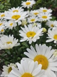 من أسمائها المتداولة: المارجريت – الأقحوان الشجيري – أقحوان المارجريت – أقحوان جزر الكناري – Marguerite Daisy – Paris Daisy – Shrubby Daisy