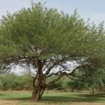 – Mesquite – Algarrobo – Prosopis spp.من أسمائها المتداولة: سنط البرسوبس – البرسوبس – شجرة المسكيت – المسكيت – الغاف الصحراوي