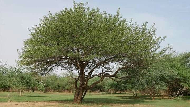 – Mesquite – Algarrobo – Prosopis spp.من أسمائها المتداولة: سنط البرسوبس – البرسوبس – شجرة المسكيت – المسكيت – الغاف الصحراوي