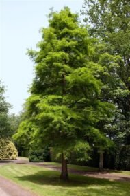 – Bald Cypress – Swamp Cypress – Louisiana Cypressمن أسمائها المتداولة: تاكسوديم – السرو الأصلع – السرو المستنقعي – السرو النهري