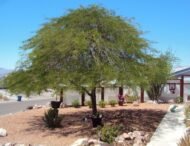 – Mesquite – Algarrobo – Prosopis spp.من أسمائها المتداولة: سنط البرسوبس – البرسوبس – شجرة المسكيت – المسكيت – الغاف الصحراوي