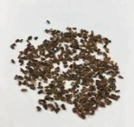 من أسمائها المتداولة: المارجريت – الأقحوان الشجيري – أقحوان المارجريت – أقحوان جزر الكناري – Marguerite Daisy – Paris Daisy – Shrubby Daisy