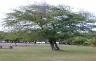 – Mesquite – Algarrobo – Prosopis spp.من أسمائها المتداولة: سنط البرسوبس – البرسوبس – شجرة المسكيت – المسكيت – الغاف الصحراوي