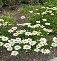 من أسمائها المتداولة: المارجريت – الأقحوان الشجيري – أقحوان المارجريت – أقحوان جزر الكناري – Marguerite Daisy – Paris Daisy – Shrubby Daisy