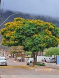 ⁦🌿 بذور البيلتوفوروم الأفريقي – Peltophorum africanum⁩ - الصورة ⁦4⁩