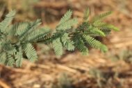 – Mesquite – Algarrobo – Prosopis spp.من أسمائها المتداولة: سنط البرسوبس – البرسوبس – شجرة المسكيت – المسكيت – الغاف الصحراوي
