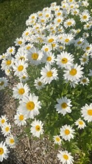 من أسمائها المتداولة: المارجريت – الأقحوان الشجيري – أقحوان المارجريت – أقحوان جزر الكناري – Marguerite Daisy – Paris Daisy – Shrubby Daisy