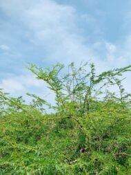 – Mesquite – Algarrobo – Prosopis spp.من أسمائها المتداولة: سنط البرسوبس – البرسوبس – شجرة المسكيت – المسكيت – الغاف الصحراوي