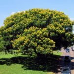 – African Wisteria Tree – Weeping Wattle – African Fever Treeمن أسمائها المتداولة: بيلتوفوروم أفريقي – شجرة الوستيريا الأفريقية