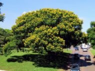 – African Wisteria Tree – Weeping Wattle – African Fever Treeمن أسمائها المتداولة: بيلتوفوروم أفريقي – شجرة الوستيريا الأفريقية
