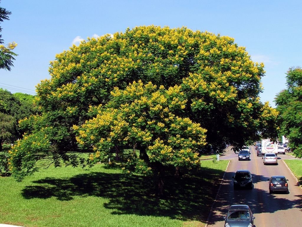 – African Wisteria Tree – Weeping Wattle – African Fever Treeمن أسمائها المتداولة: بيلتوفوروم أفريقي – شجرة الوستيريا الأفريقية
