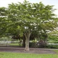 – Arjuna Tree – Arjun Tree – Arjun – Terminalia arjuna -من أسمائها المتداولة : الأرجون – شجرة الأرجون – أرجونا – أرژن