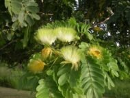 – Siris Tree – Woman’s Tongue Tree – East Indian Walnut – Lebbek Tree – Albizia lebbeckمن أسمائها المتداولة: لبخ ذقن الباشا – اللبخ – لبخ هندي – شجرة اللسان