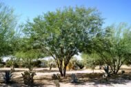 – Mesquite – Algarrobo – Prosopis spp.من أسمائها المتداولة: سنط البرسوبس – البرسوبس – شجرة المسكيت – المسكيت – الغاف الصحراوي