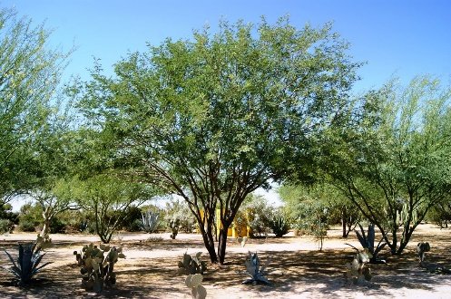 – Mesquite – Algarrobo – Prosopis spp.من أسمائها المتداولة: سنط البرسوبس – البرسوبس – شجرة المسكيت – المسكيت – الغاف الصحراوي