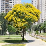 – African Wisteria Tree – Weeping Wattle – African Fever Treeمن أسمائها المتداولة: بيلتوفوروم أفريقي – شجرة الوستيريا الأفريقية
