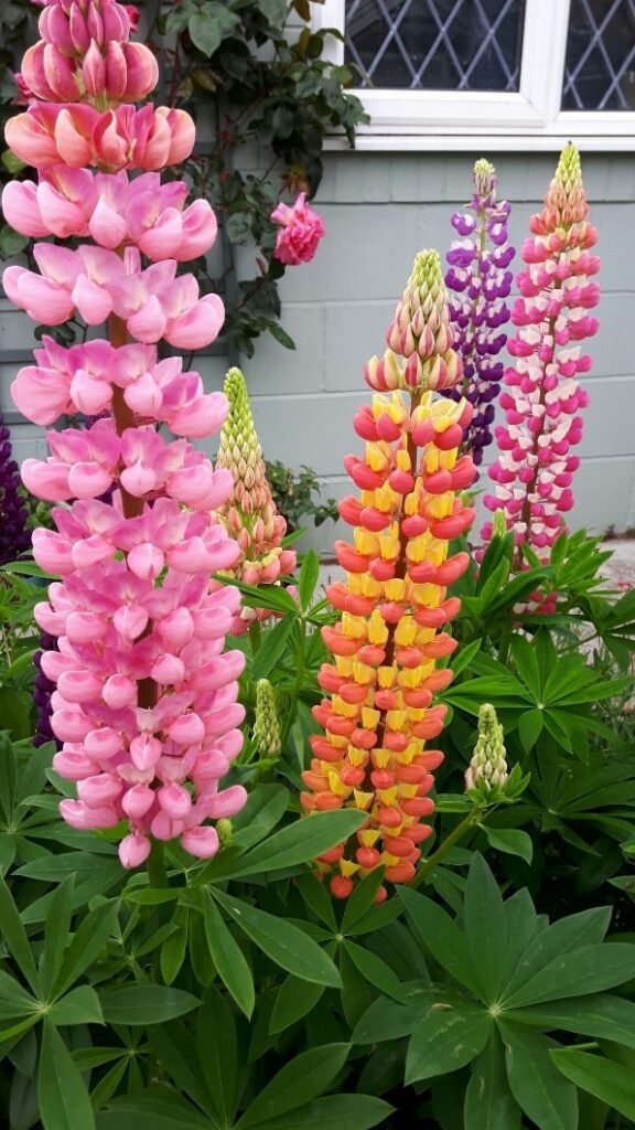 من أسمائها المتداولة: ترمس الزهور – الترمس الزهري – لوبين – Lupine – Lupin – Garden Lupin – Russell Lupin، حسب النوع والصنف