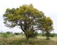 – African Wisteria Tree – Weeping Wattle – African Fever Treeمن أسمائها المتداولة: بيلتوفوروم أفريقي – شجرة الوستيريا الأفريقية