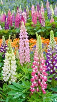 من أسمائها المتداولة: ترمس الزهور – الترمس الزهري – لوبين – Lupine – Lupin – Garden Lupin – Russell Lupin، حسب النوع والصنف