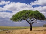– Umbrella Thorn Acacia – Umbrella Thorn – Umbrella Acacia – Israeli Babool – Acacia tortilisمن أسمائها المتداولة: السنط الملتوي – السنط العربي – السنط المظلي – الأكاسيا الملتوية – شجرة المظلة