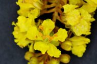 – African Wisteria Tree – Weeping Wattle – African Fever Treeمن أسمائها المتداولة: بيلتوفوروم أفريقي – شجرة الوستيريا الأفريقية
